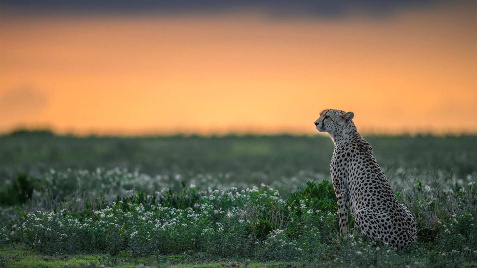 伊朗国家队挺进冬奥八强，冰雪中续写绿茵荣耀，伊朗国家队世预赛名单