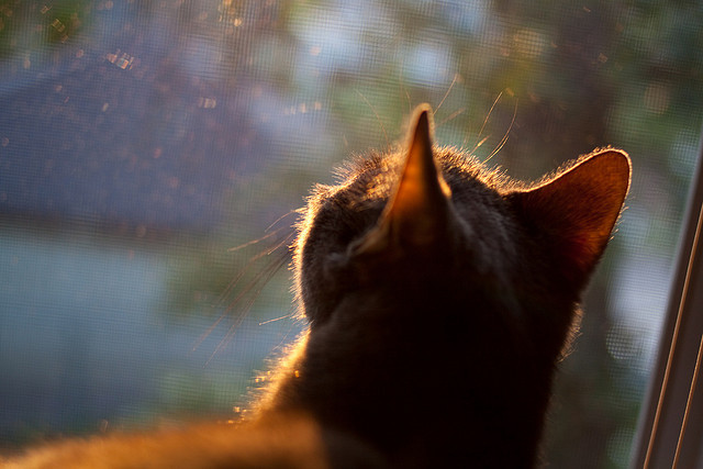 初心不改：老将的坚持与传承故事