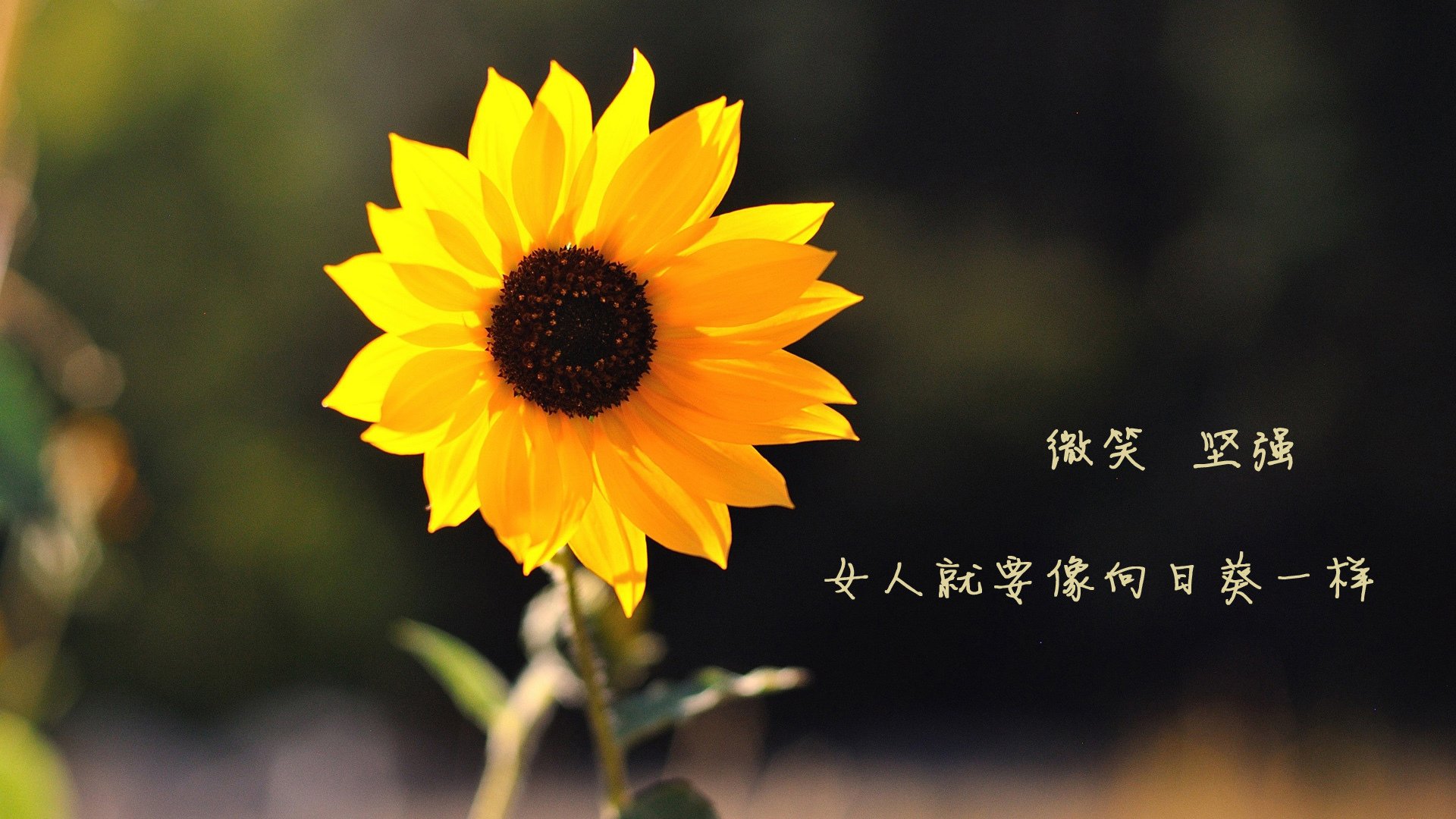 _魔术逆境中奋起,连续获胜_,魔术秘诀视频