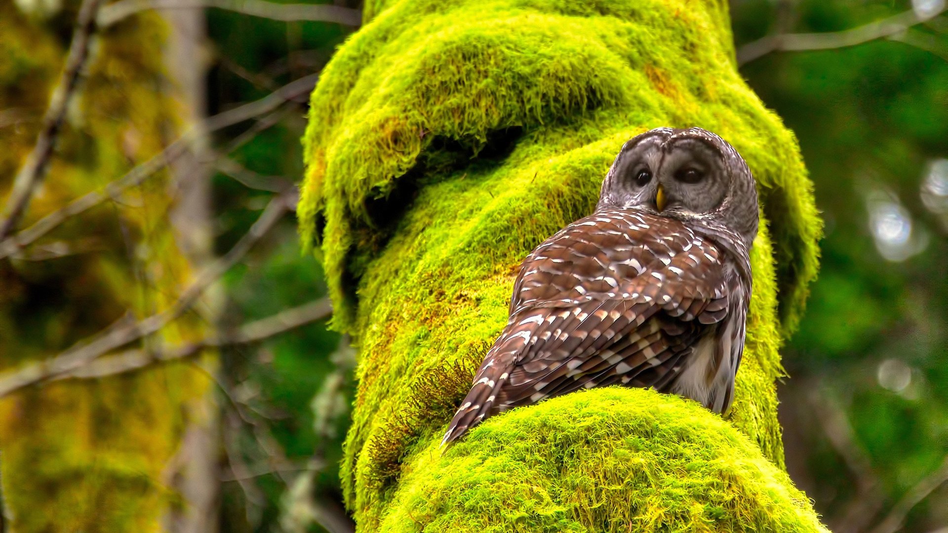 九游娱乐(jiuyou)官方网站-“速度逆转：传奇逆袭让人热血沸腾”，速度传奇下载