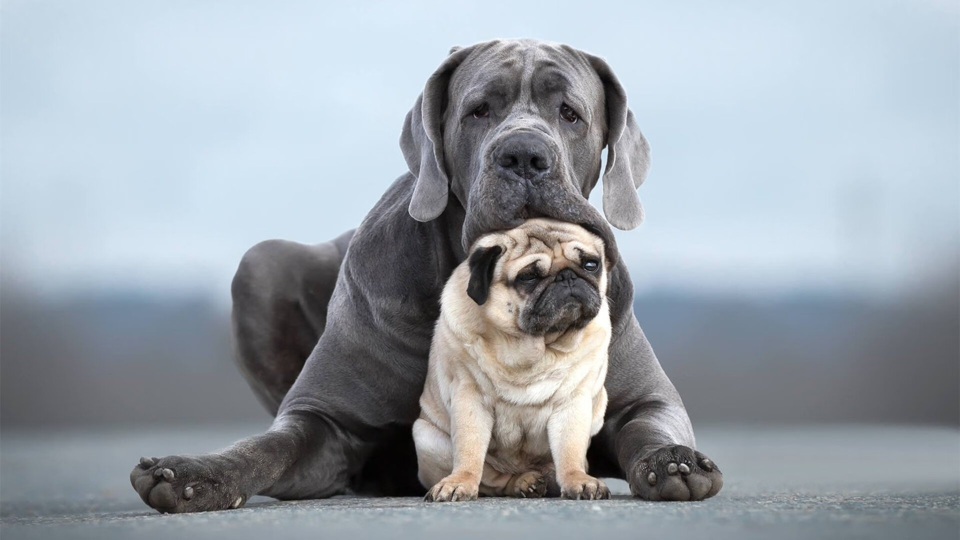 JIUYOU GAMING-传统民族蹴鞠比赛，传承古老运动文化，蹴鞠宣传